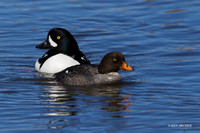 Barrow's Goldeneye Duck Pair - BGED00274