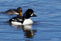 BGED00289 Barrow's Goldeneye Duck
