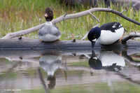 BGED00038 Barrow's Goldeneye Duck