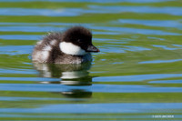 BGED00189 Barrow's Goldeneye Duck