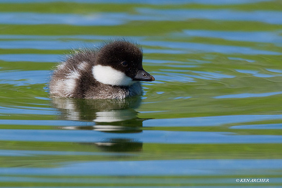 BGED00189 Barrow's Goldeneye Duck