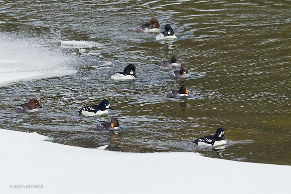 CGE00059 Common Goldeneye