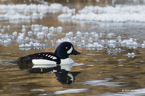 BGED00369 - Barrow's Goldeneye Duck