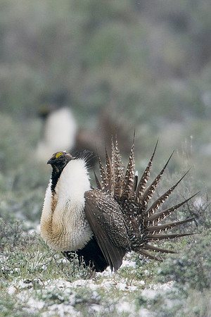 SGGR00440 Sage Grouse