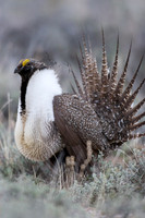 SGGR00032 Sage Grouse