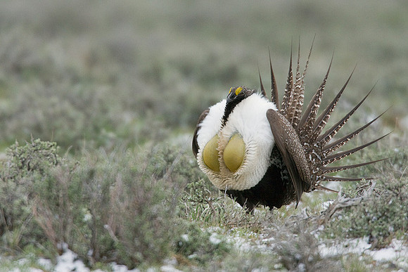 SGGR00484 Sage Grouse