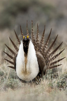 SGGR00165 Sage Grouse