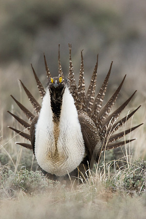SGGR00165 Sage Grouse