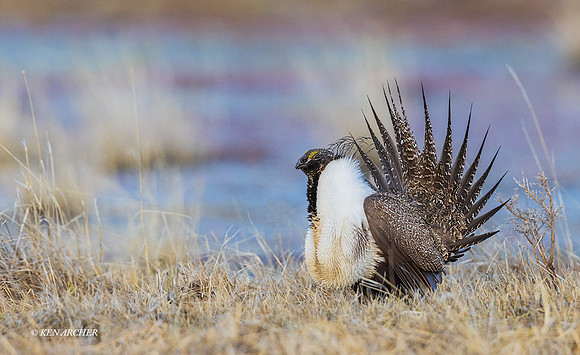 SGCO02849 - Greater Sage Grouse