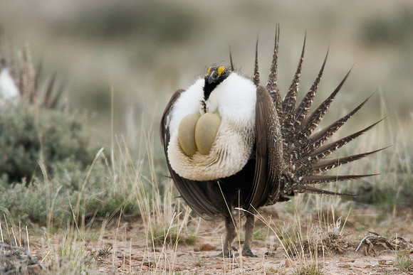 SGGR00269 Sage Grouse