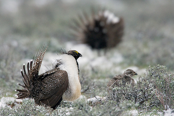 SGGR00396 Sage Grouse