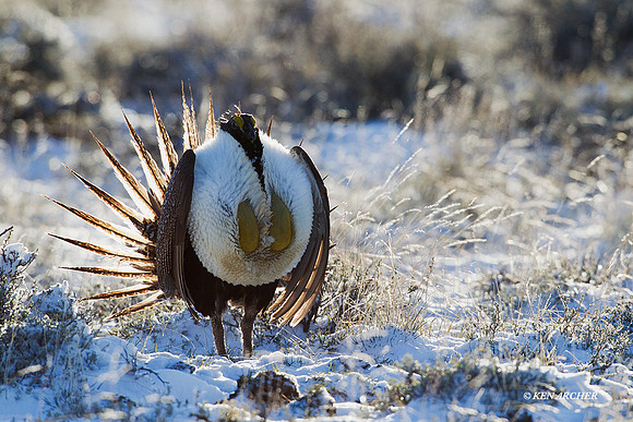 SGGR00856 Sage Grouse
