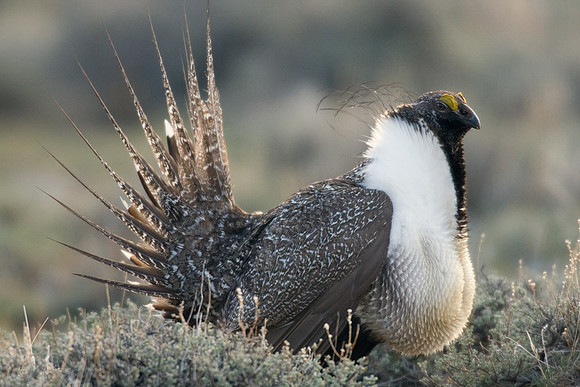 SGGR00282 Sage Grouse