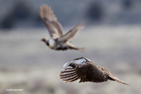 SGGR01026 Sage Grouse