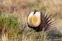 SGGR01047 Sage Grouse