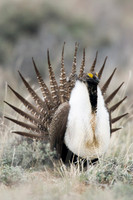 SGGR00196 Sage Grouse