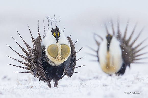 SGCO01916 - Greater Sage Grouse