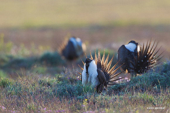 SGGR01620 Sage Grouse