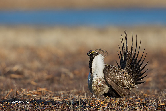 SGGR02922 - Greater Sage Grouse