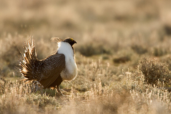 SGGR00307 Sage Grouse