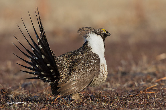 SGGR02974 - Greater Sage Grouse