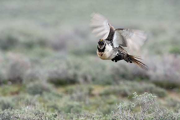 SGGR00583 Sage Grouse
