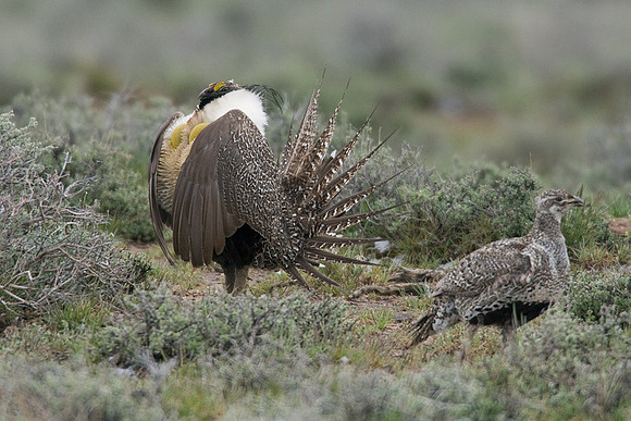 SGGR00572 Sage Grouse