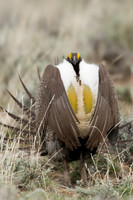 SGGR00219 Sage Grouse