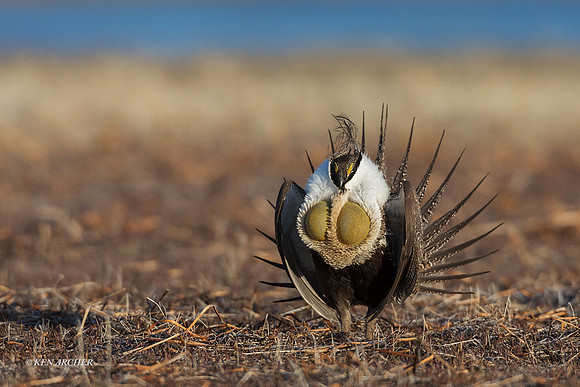 SGGR02904 - Greater Sage Grouse