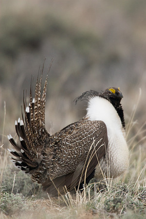 SGGR00187-Sage-Grouse
