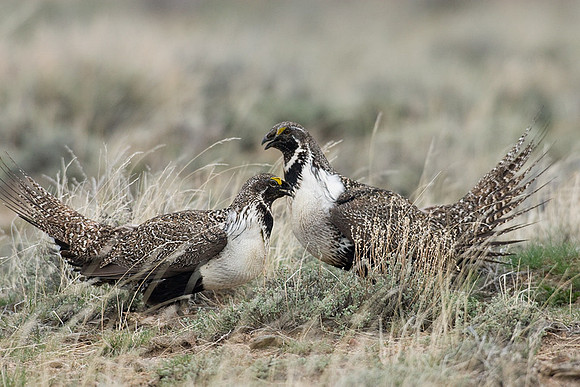 SGGR00239 Sage Grouse