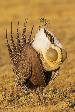 SGCO01619 - Greater Sage Grouse