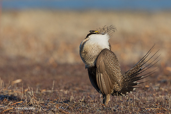 SGGR02695 - Greater Sage Grouse