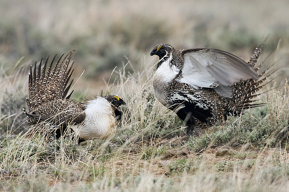 SGGR00236 Sage Grouse