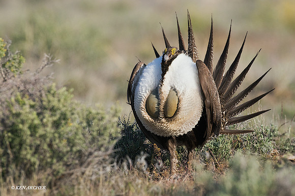 SGGR01711 - Sage Grouse