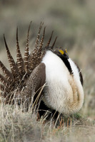 SGGR00218 Sage Grouse
