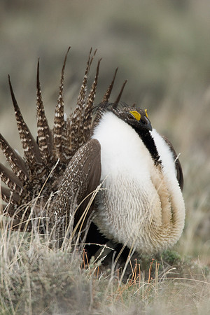 SGGR00218 Sage Grouse