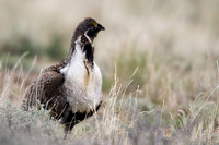 SGGR00143 Sage Grouse