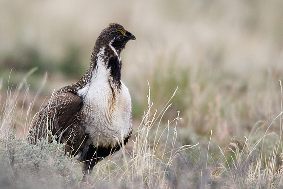 SGGR00143 Sage Grouse