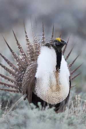 SGGR00039 Sage Grouse