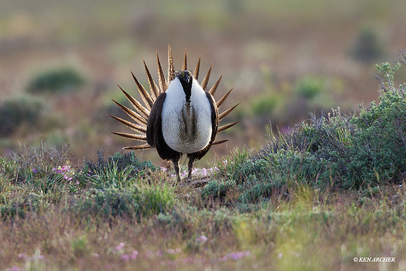 SGGR01533 - Sage Grouse
