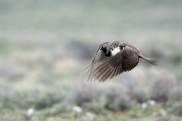 SGGR00336 Sage Grouse