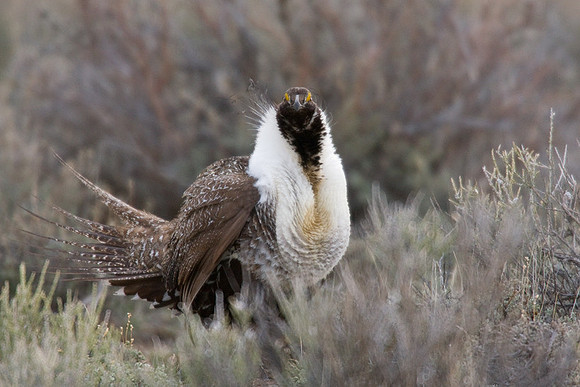 SGGR00331 Sage Grouse