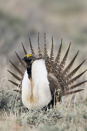 SGGR00200-Sage-Grouse