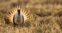 Sage Grouse