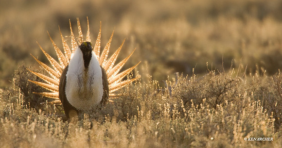 Sage Grouse
