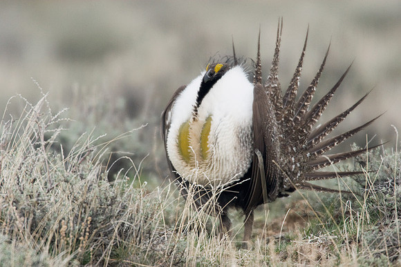 SGGR00206 Sage Grouse