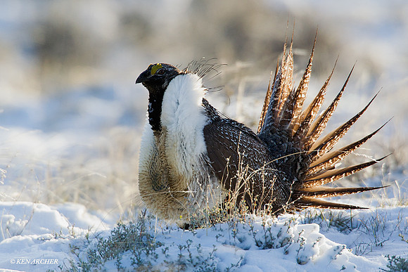 SGGR00795 Sage Grouse
