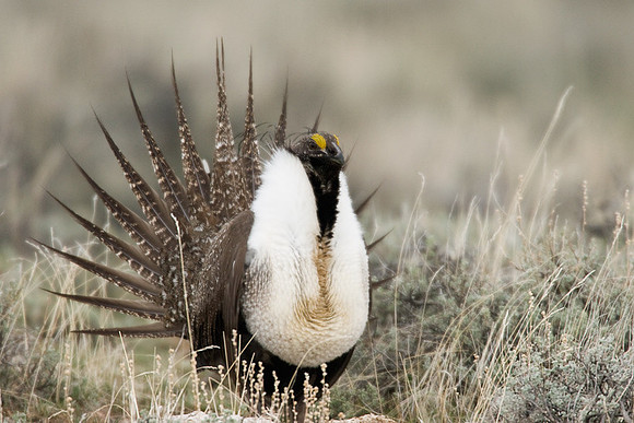 SGGR00214 Sage Grouse