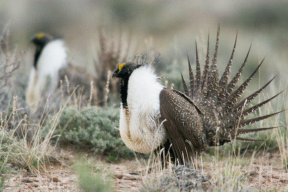 SGGR00276 Sage Grouse